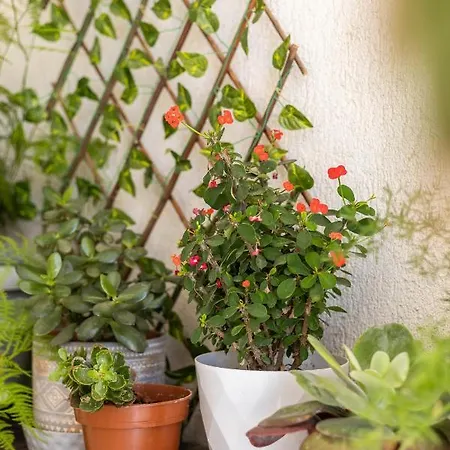 アパート Seaview Harmony ラルナカ