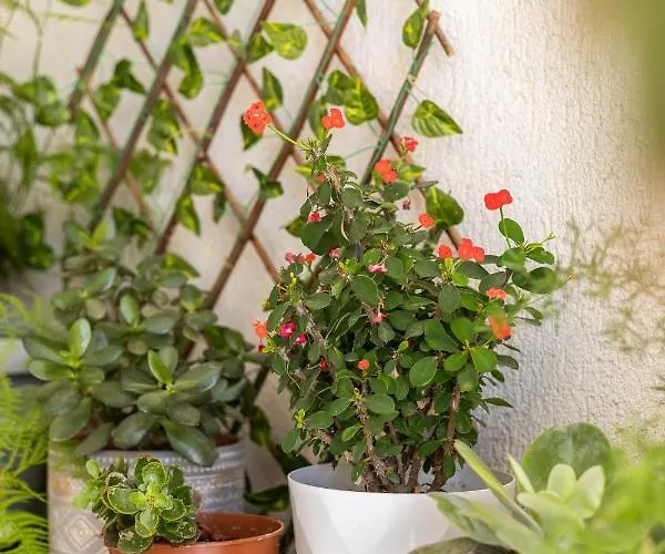 Апартаменты Seaview Harmony Ларнака